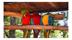 Three Colorful Parrots, High Resolution Image, Many Formats, TV Art
