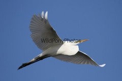 Great Egret Photo, Pick One Image – Various Sizes