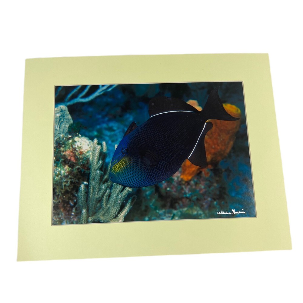 Underwater Trigger Fish Sea Ocean 8×10 Matted Photo In 11×14 Signed By Artist
