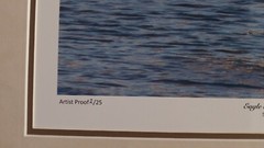Eagle 16×20 Matted photograph, top mat suede, Beautiful NEW