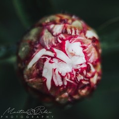 Pink Fuscia White Rose Bud Wall Art Print Various Sizes Fine Art Photography