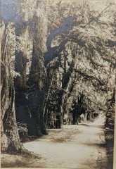 Hugo Brehme Photo Bosque de Chipultepec? Mexico Black & White Fine Art Signed