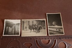 Three old photos – zoo animals – lion, polar bear?? and camels 1930-40s?