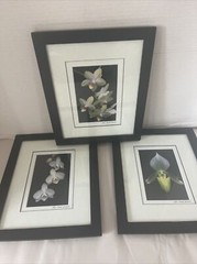 Floral Art Prints 35mm Photographs Framed Art Signed Randall Shedd Set Of 3