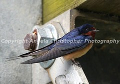 Original ACEO photo fine art print 2.5 x 3.5 in BARN SWALLOW bird blue chestnut