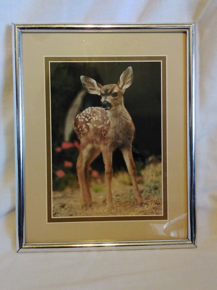 Framed Fawn Deer Photograph Wildlife Nature Photo Animal Lover