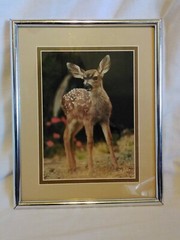 Framed Fawn Deer Photograph Wildlife Nature Photo Animal Lover