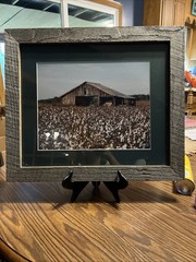 Framed Photograph Rustic Southern Barn In Cotton Field Grey Wooden Frame 21X18”