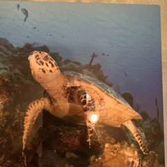 Craig Dietrich turtle & lobster Underwater Photography & Metal Art Fish Signed