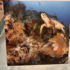 Craig Dietrich turtle & lobster Underwater Photography & Metal Art Fish Signed