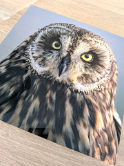 Hawaiian Short-Eared Owl Close Up Prof Photo 8×8 on Metal Plate Leighton Lum