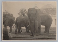 Munich 1949-Tierpark Hellabrunn-Elephant Enclosure-Old Photo 1940s