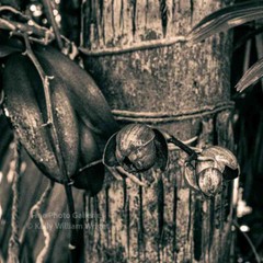 KELLY WILLIAM WRIGHT Botanical Orchid Flower Ancient Garden Original Photo Art