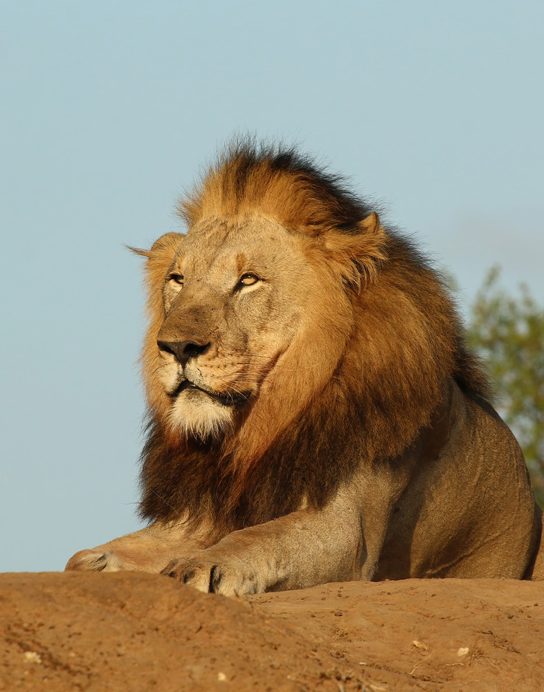 Male Lion Photograph Print 11″x14″