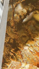 Seahorse Craig Dietrich Underwater Photography Metal Art Picture 11” X 14”