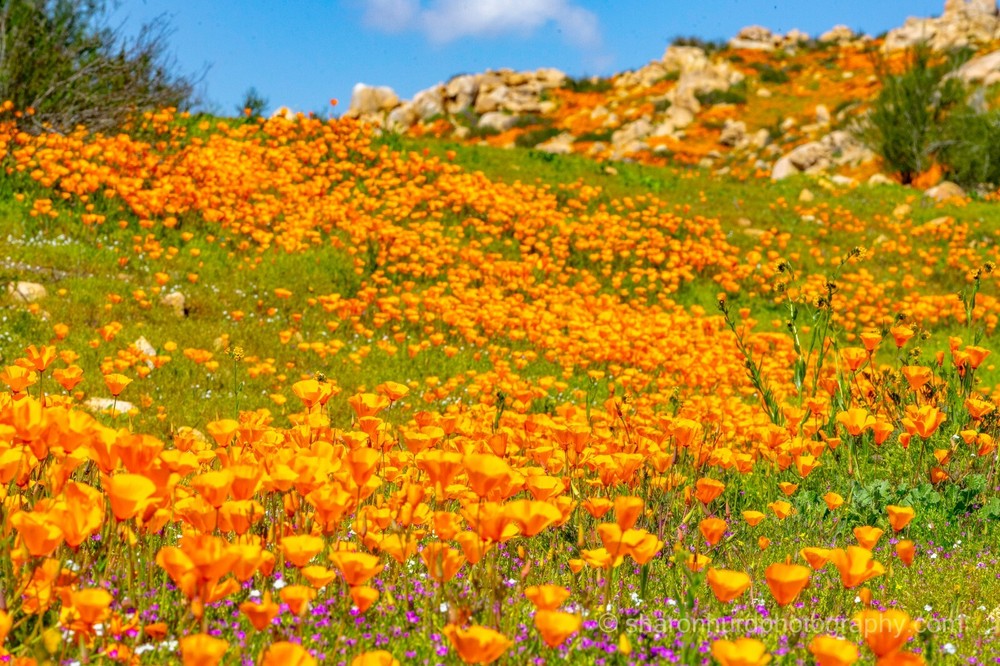 Landscape photography print California Poppies, photo nature wall decor