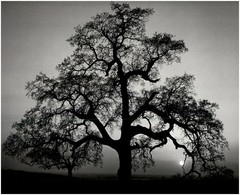 1962 1990s Ansel Adams Sunset City California oak tree Moon Large Art Photo