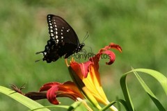 Butterflies Photo, Pick One Image – Various Sizes