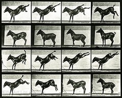Eadweard Muybridge Photo, Motion Study, Donkey Kicking, 1880s, 17×11″