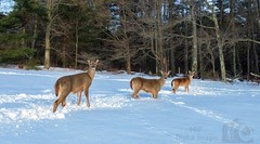Digital Image Picture Photo Wallpaper Background Desktop Art Deer Catskills NY
