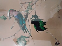 Thomas D Mangelsen Signed & Numbered «African Colors – Lilac Breasted Roller»
