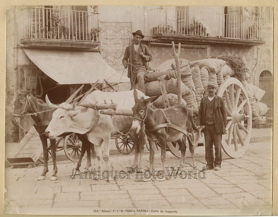 Naples men with loaded ox cart antique albumen art photo Italy