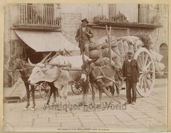 Naples men with loaded ox cart antique albumen art photo Italy