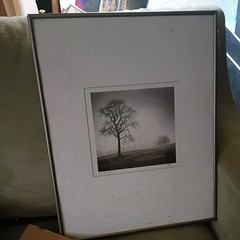 Calvo Trees «In Just Spring», Black & White Print By Richard Calvo, Framed