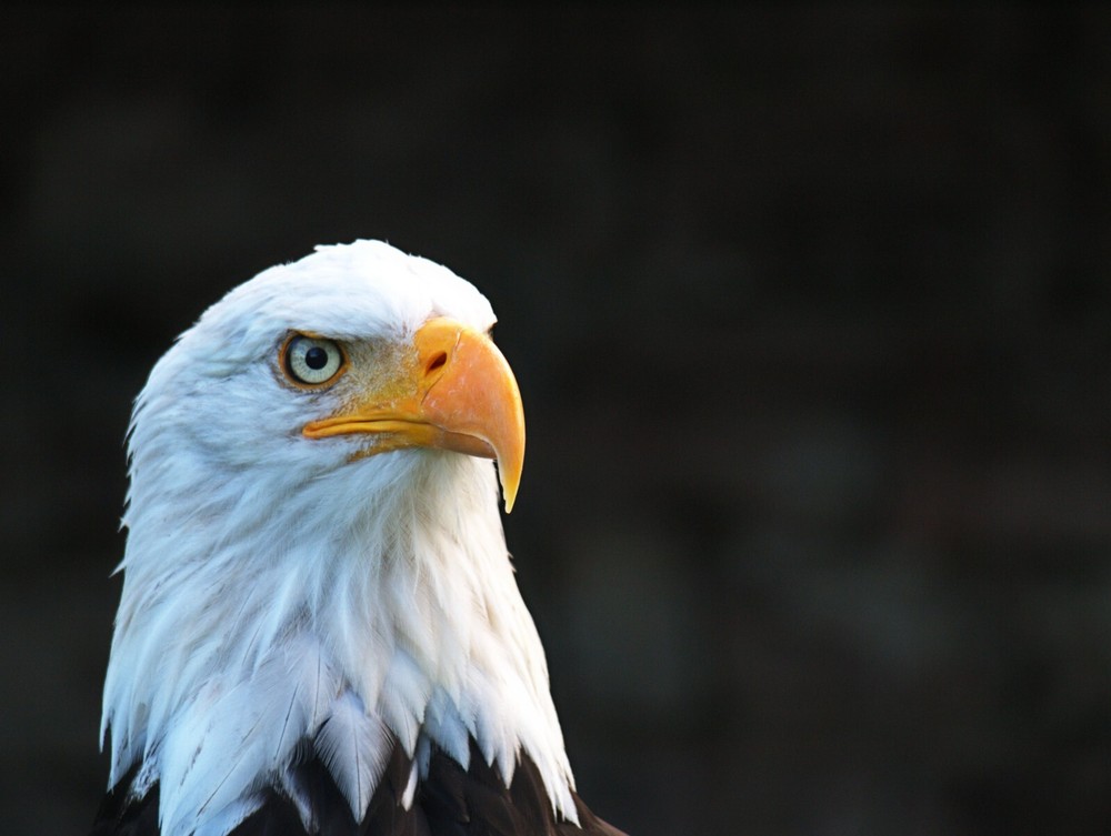 Digital Image Wallpaper Picture Background Desktop Print Art Paint Photos Eagle
