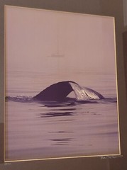 BOB TALBOT – Signed 1979 Original Whale Marine Photo 16×20 framed