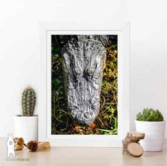 Alligator Photography Prints – Wildlife Fine Art – Sothern Animal Décor