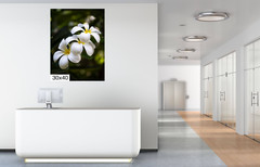 Island Elegance: Hawaiian White Plumeria Flower Wall Art Nature Print
