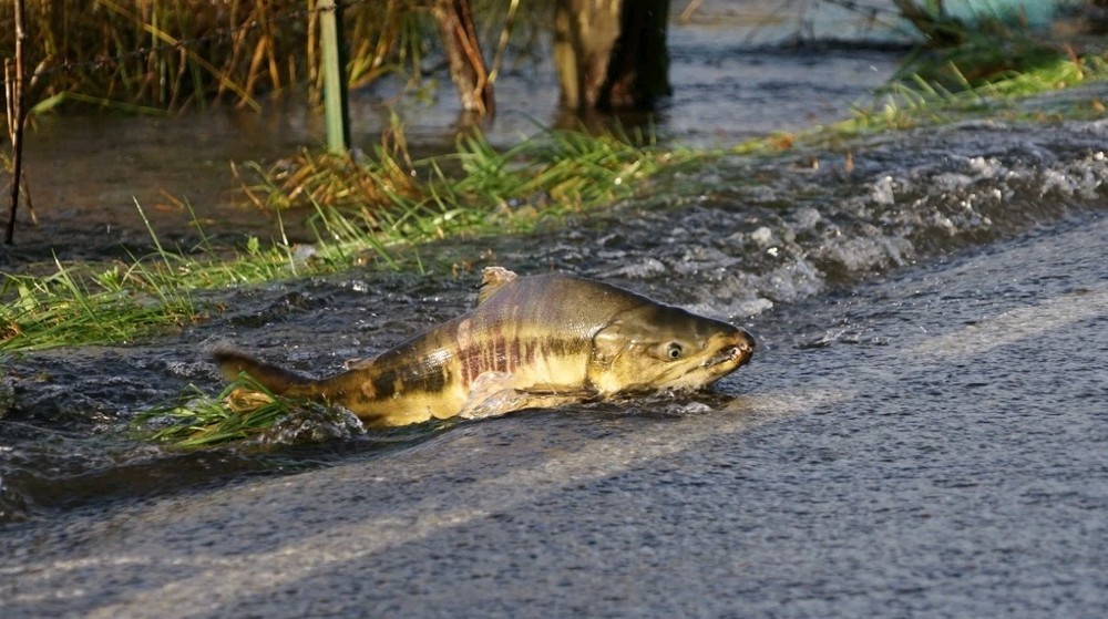 Salmon Crossing The Road/10×20 Print