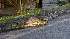 Salmon Crossing The Road/10×20 Print