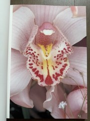 🎈SIGNED w Drawing! Nobuyoshi Araki – HANA-JINSEI, 2002 Japan Limited Ed, Unique
