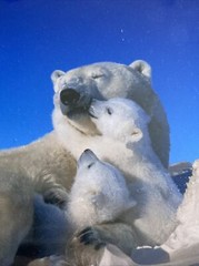 Signed Tom Soucek Polar Bear Cub Photograph Anchorage Alaska 8×12