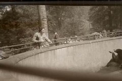 Two great old negatives unknown to me zoo brown and polar bear enclosure 1920s-30s