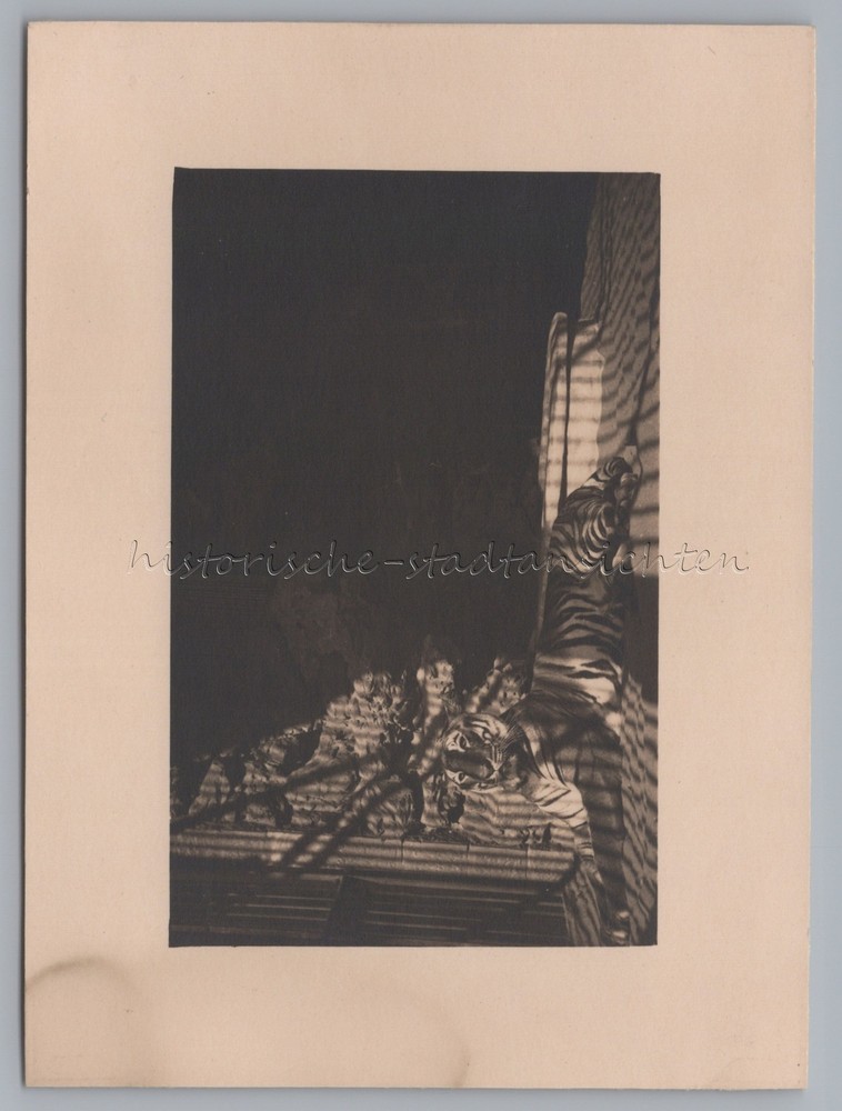 Hanover 1931 – Zoo Cage Tiger – Vintage Photo 1930s