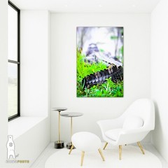 Alligator – Fine Art Photography Prints – by Bear8Photo