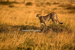 Masaai Mara National Park «Cheetah On The Hunt» Metallic Print 11 x 14