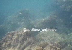 Digital Image Picture Photo Pic Andaman India underwater coral life scuba AND005