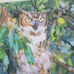 Framed Great Horned Owl Photograph By Anthony Hathaway Print #11-3 14×11