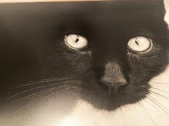 Black Cat. Stunning «Dragon Cat» by famous photographer, Ron Jaffe