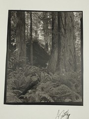 Jim Fitzgerald Untitled Fern & Tree Photo Signed Photograph Carbon Transfer