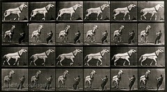 Eadweard Muybridge Photo, Vintage Motion Study, Horse pulling load, 1880s