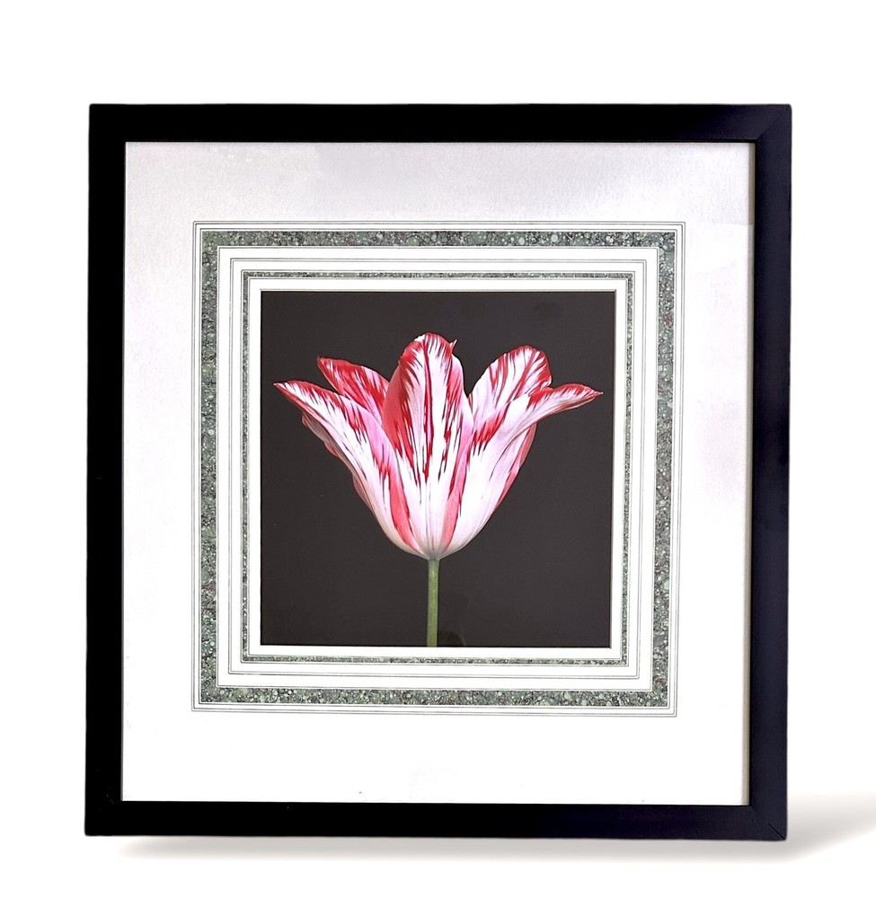 Peter Arnold photograph Tulip red and white