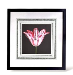 Peter Arnold photograph Tulip red and white