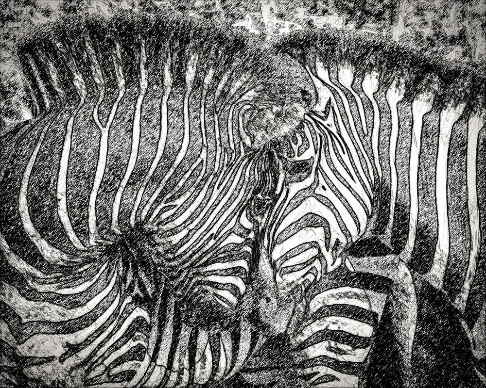 Gifts for Her, Gifts for Him, S. Africa Zebra Canvas Wall Hanging Sketch Style