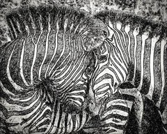 Gifts for Her, Gifts for Him, S. Africa Zebra Canvas Wall Hanging Sketch Style