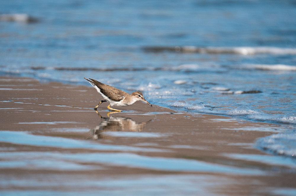 Sandpiper playing with the tide